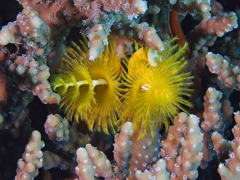 diving jordan red sea