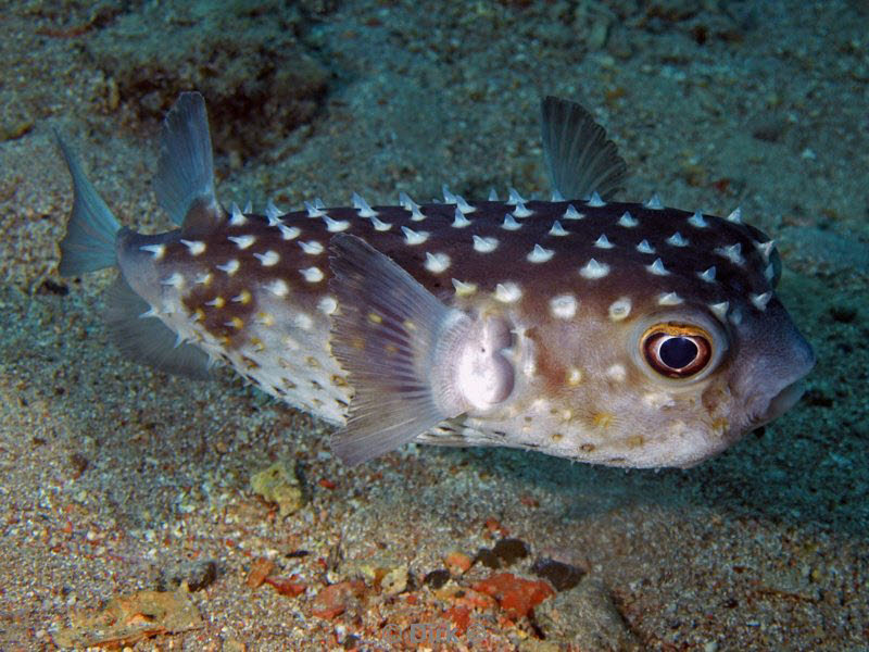 diving jordan red sea