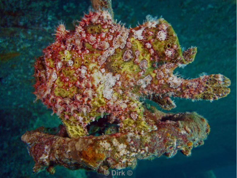 diving jordan red sea