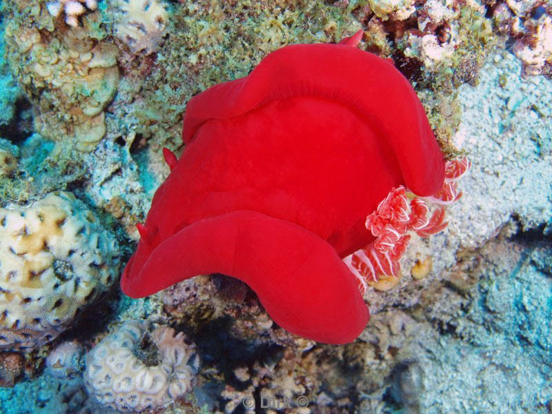 diving jordan red sea