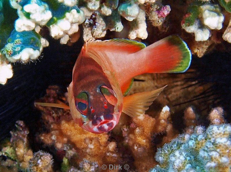 diving jordan red sea