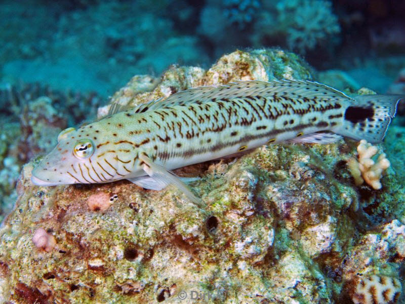 diving jordan red sea