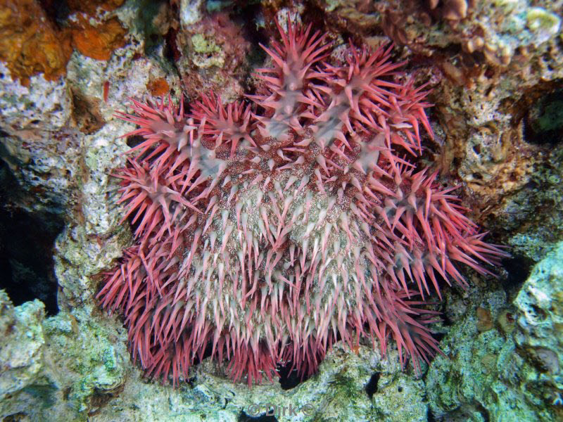 diving jordan red sea