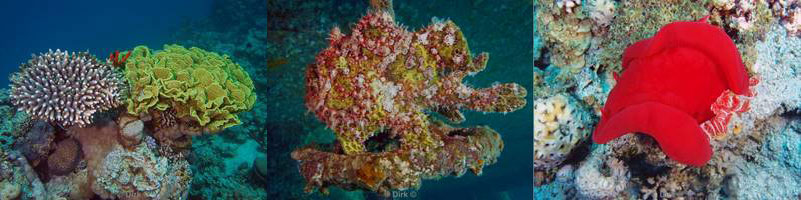 jordan aqaba diving red sea