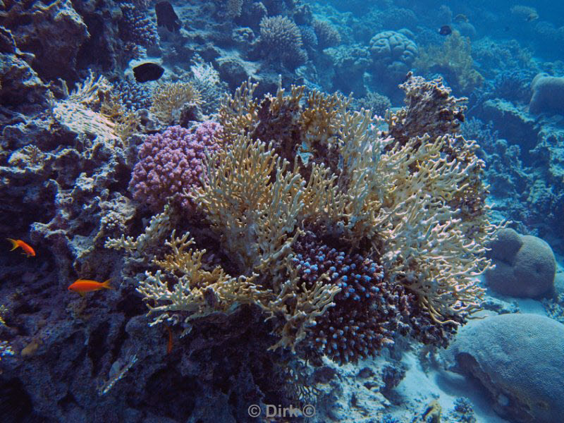 diving jordan red sea