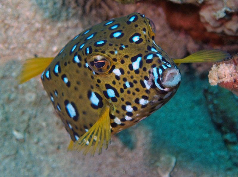 diving jordan red sea