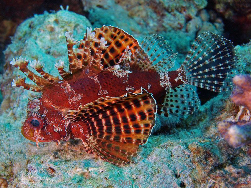 diving jordan red sea