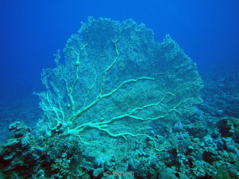 diving jordan red sea