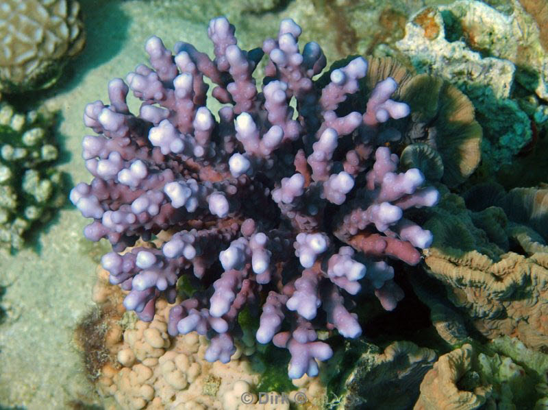 diving jordan red sea