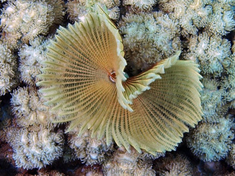 diving jordan red sea