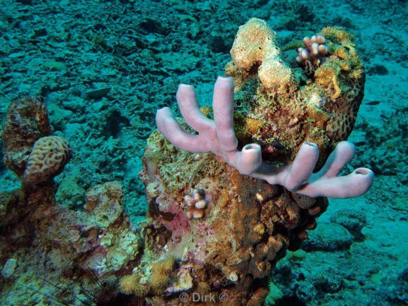 diving jordan red sea