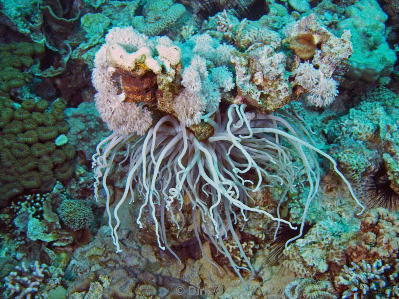 diving jordan red sea