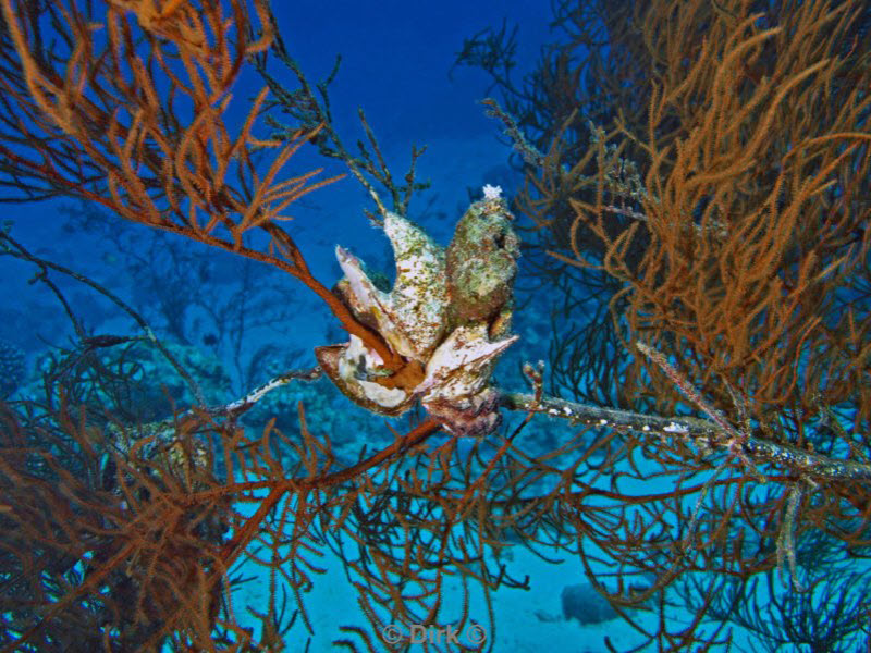 diving jordan red sea