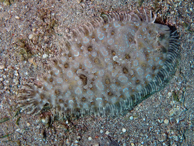 diving jordan red sea