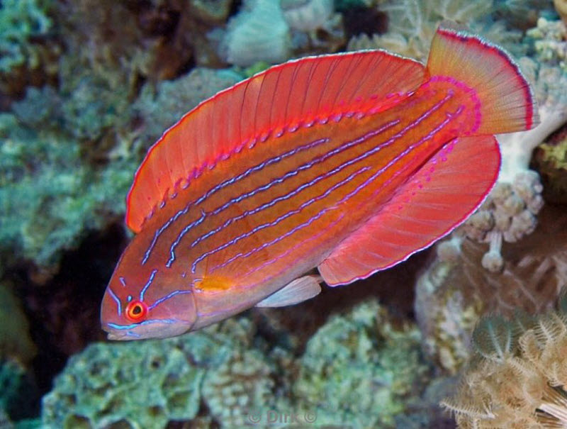 diving jordan red sea