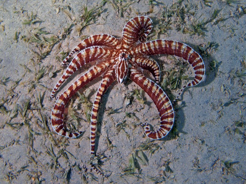 diving jordan red sea