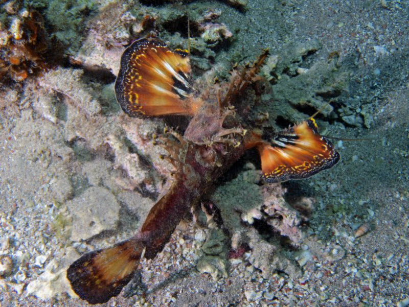 diving jordan red sea