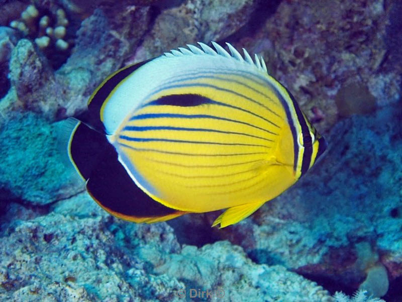 diving jordan red sea