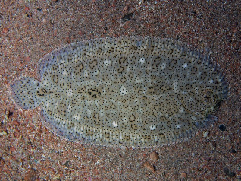 diving jordan red sea