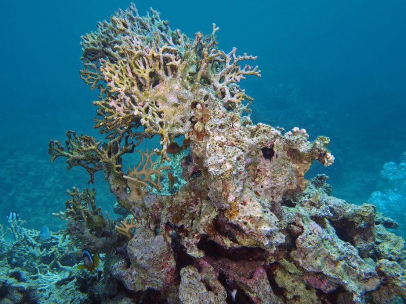 diving jordan red sea