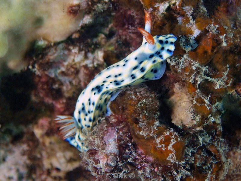 diving jordan red sea