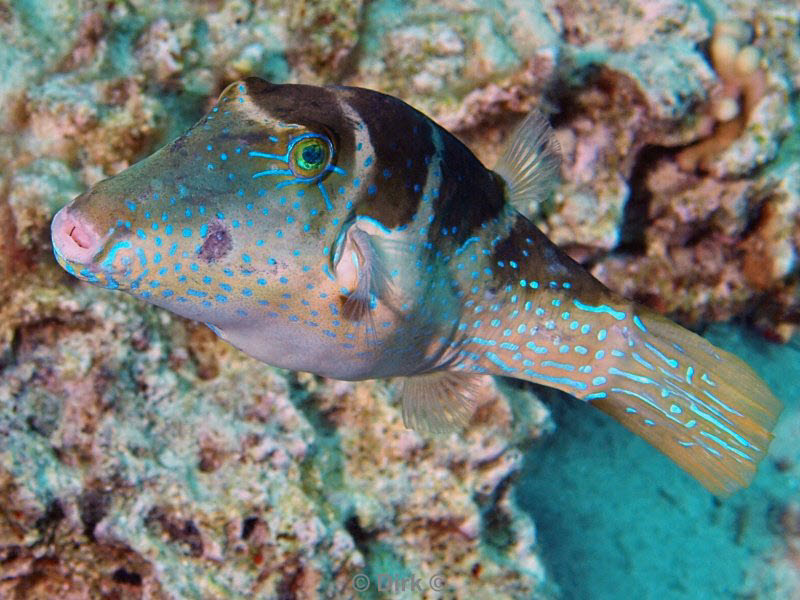 diving jordan red sea