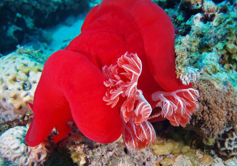 diving jordan red sea