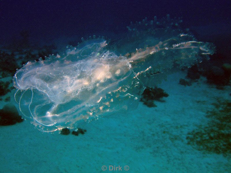 diving jordan red sea