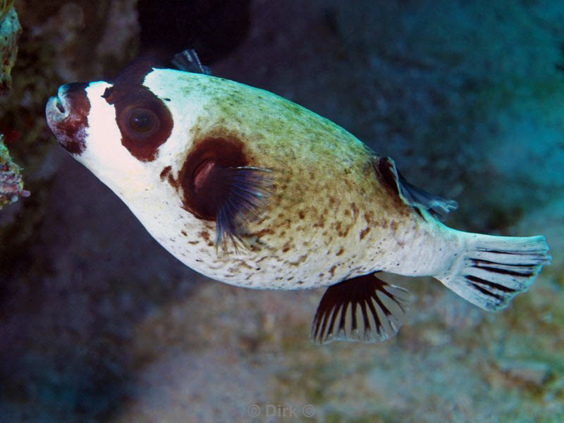 diving jordan red sea