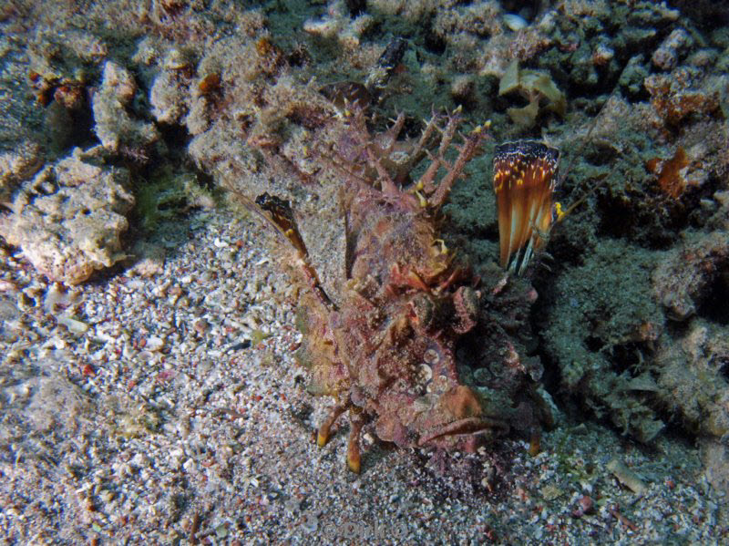 diving jordan red sea