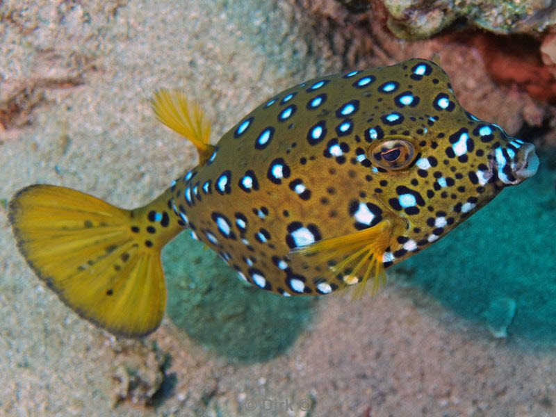 diving jordan red sea