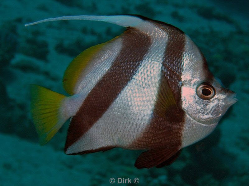 diving jordan red sea