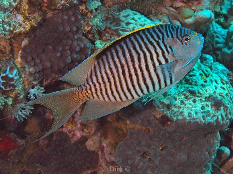 diving jordan red sea