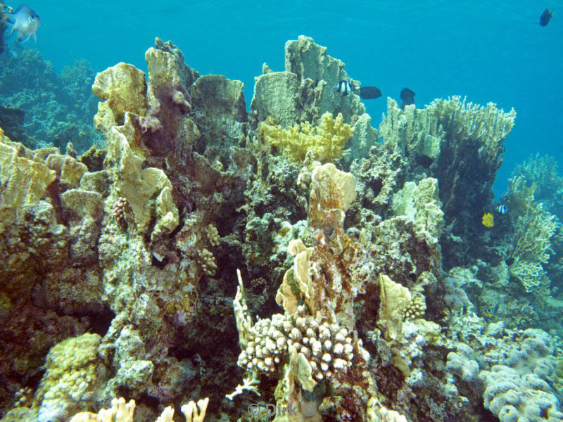 diving jordan red sea