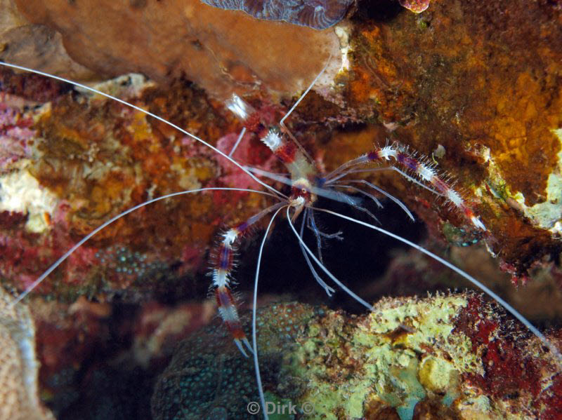 diving jordan red sea