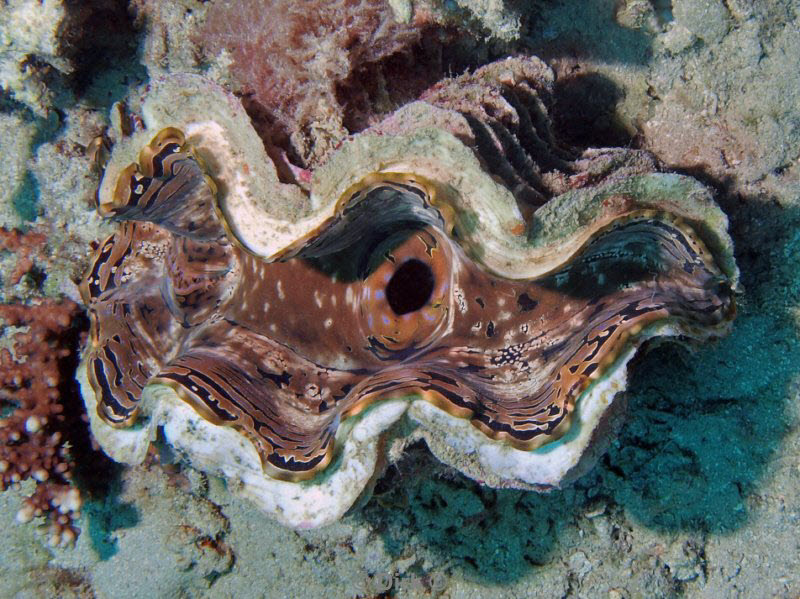 diving jordan red sea