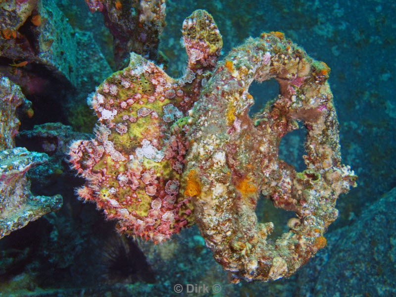 diving jordan red sea