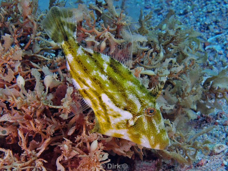 diving jordan red sea