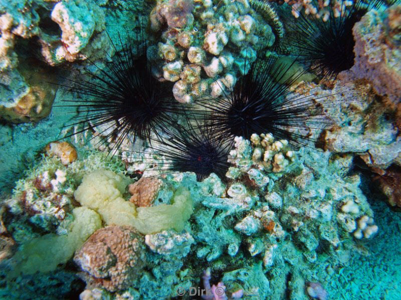 diving jordan red sea