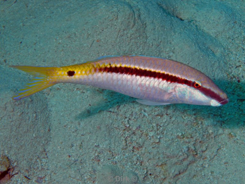 diving jordan red sea