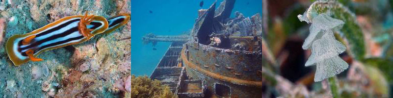 jordan aqaba diving red sea