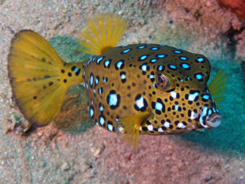 diving jordan red sea