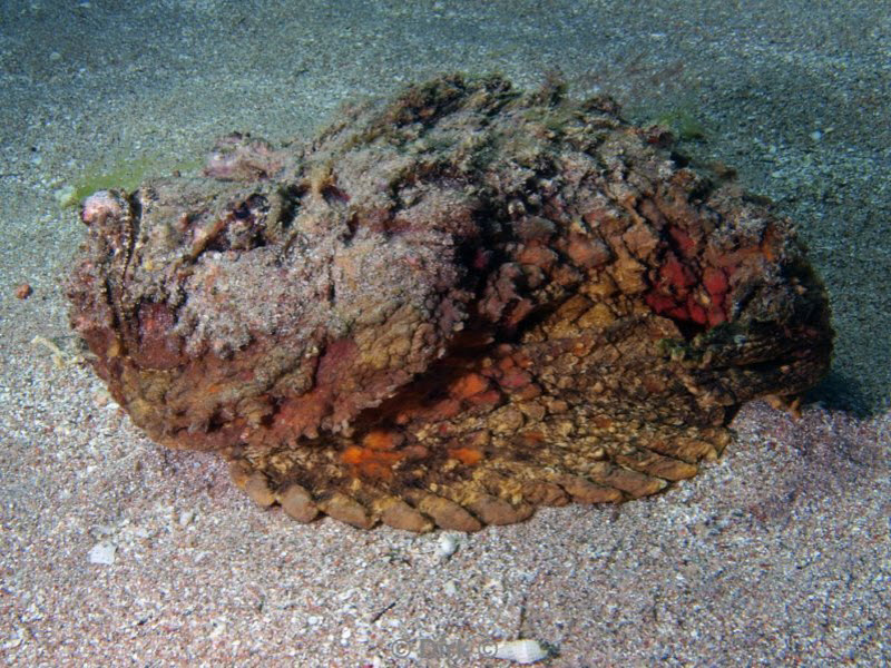 diving jordan red sea