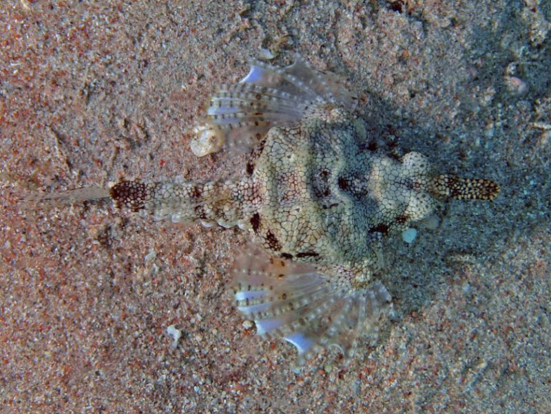 diving jordan red sea