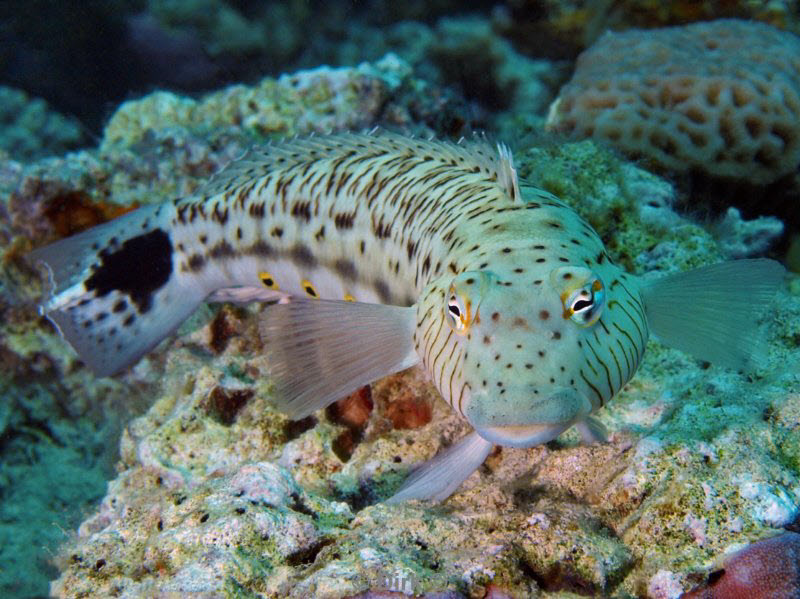 diving jordan red sea