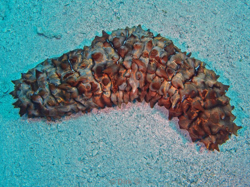 diving jordan red sea