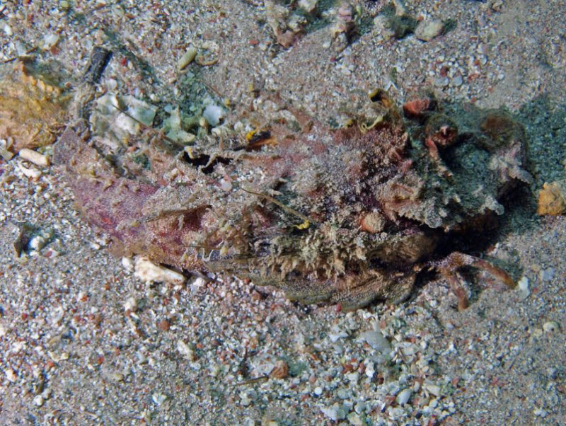 diving jordan red sea