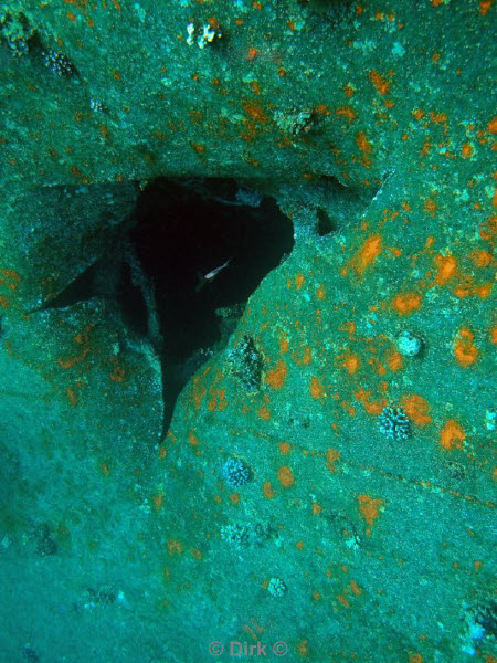 diving jordan red sea