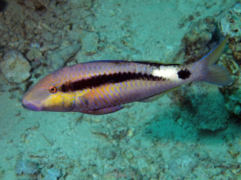 diving jordan red sea