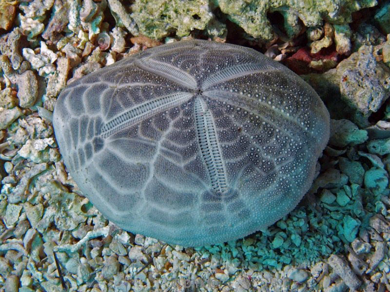 diving jordan red sea